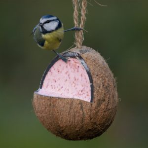 Tuin vogels - Kokosnoot klein cadeautje voor Kerst