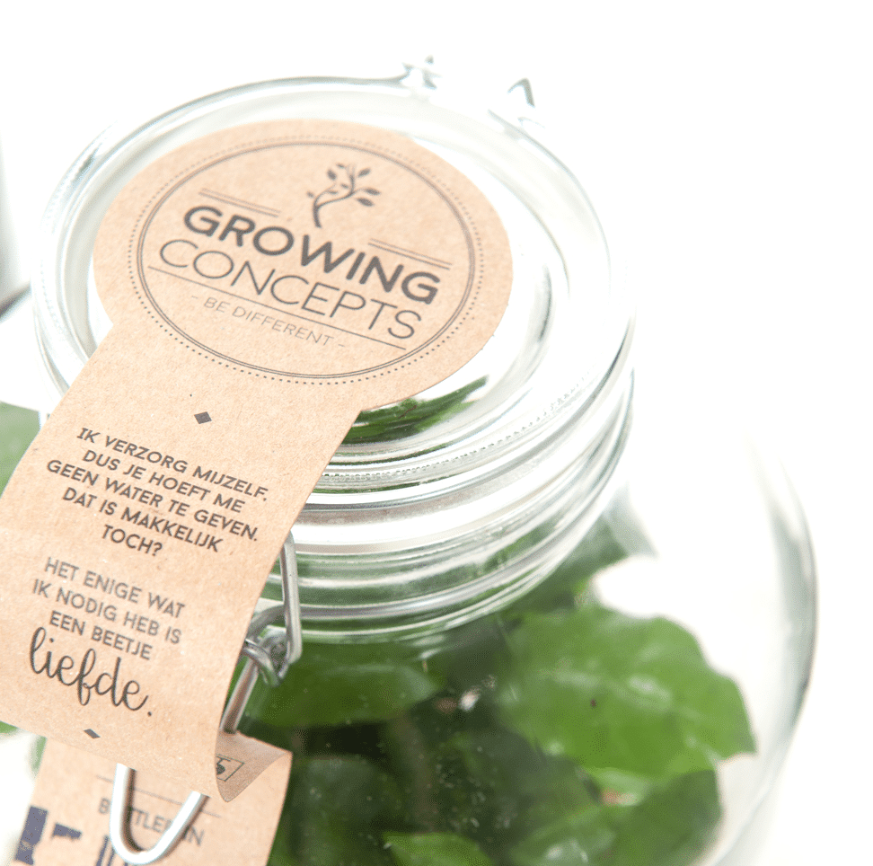 cadeau voor een oudere vrouw - plantje in weckpot