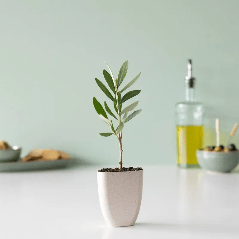 olijfboompje - brievenbuscadeau plantje