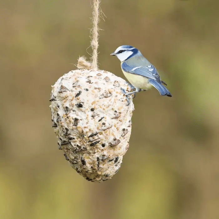 gevulde dennenappel - vetvoer vogels