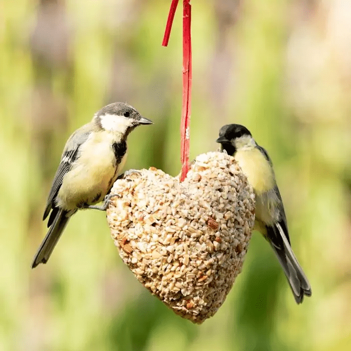 kleinigheidje voor kerst - vogelvoer hartje