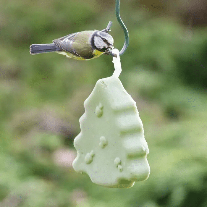 vettraktatie vogels - leuk cadeautje kerst