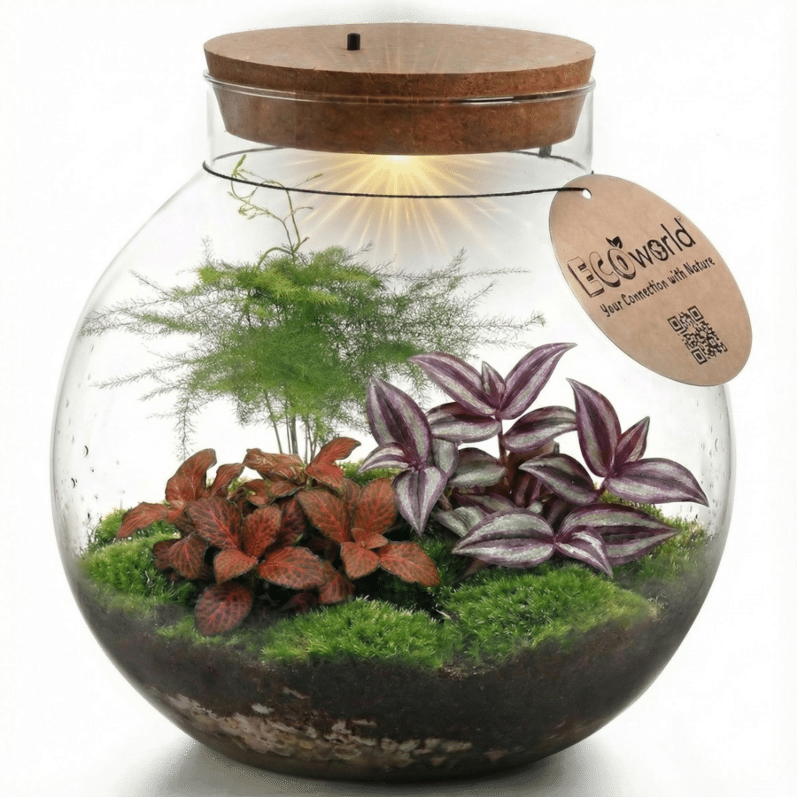 cadeau voor een oudere dame - ecosysteem plant