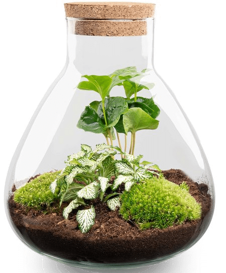 plant in afgesloten vaas - cadeau voor een oudere dame